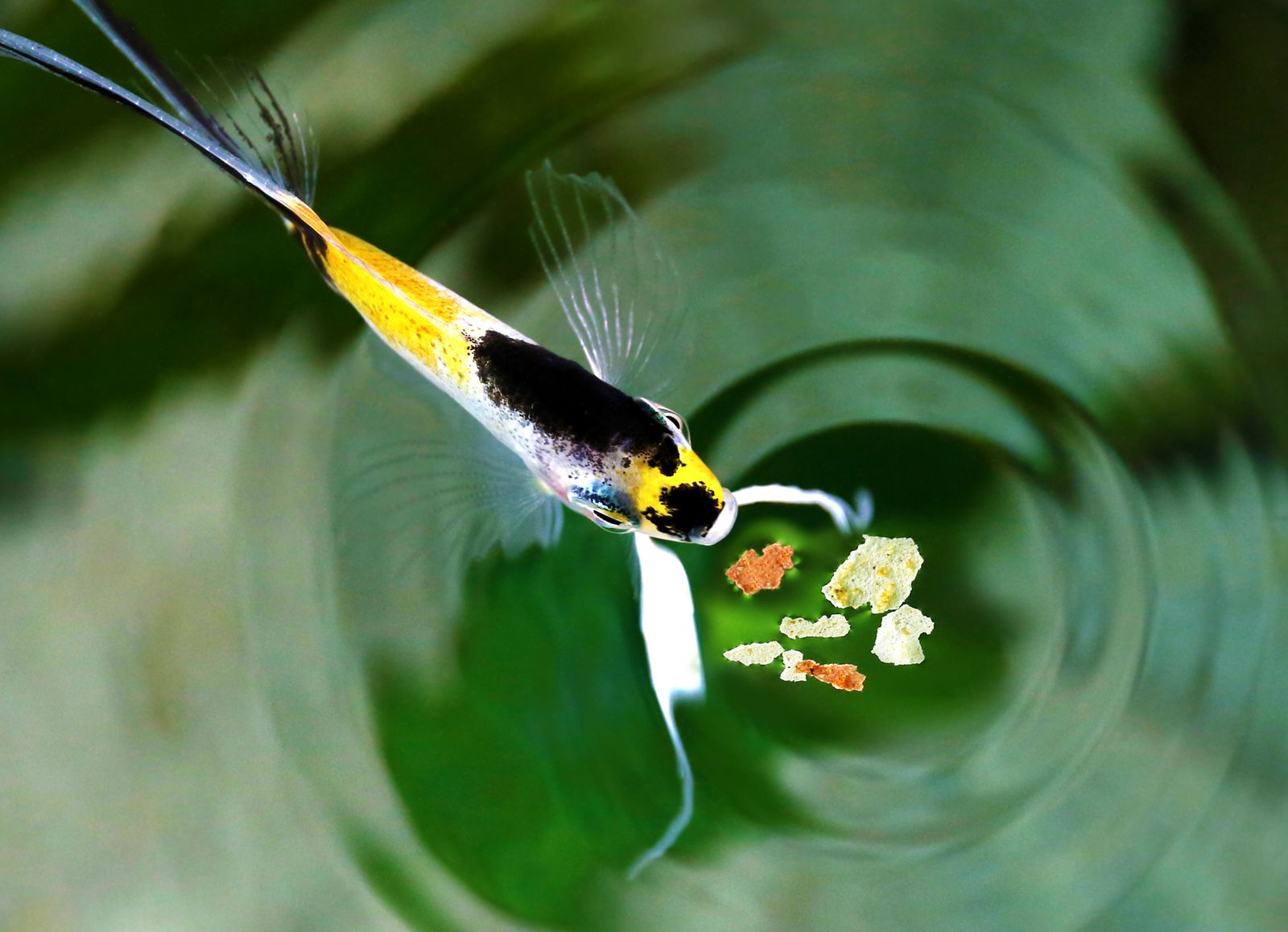 comida=para=peces comida=para=peces