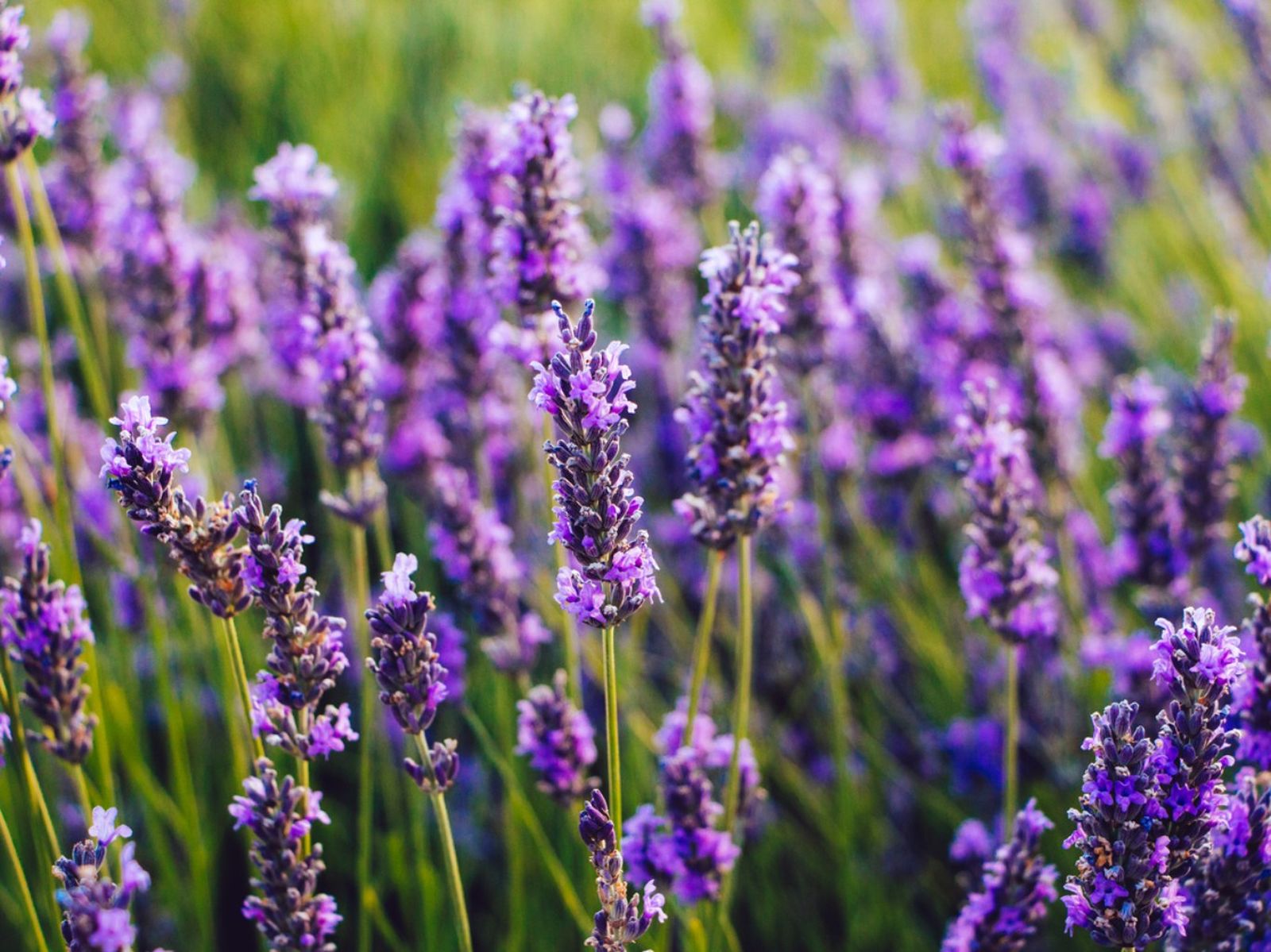 Planta lavanda. Planta lavanda.