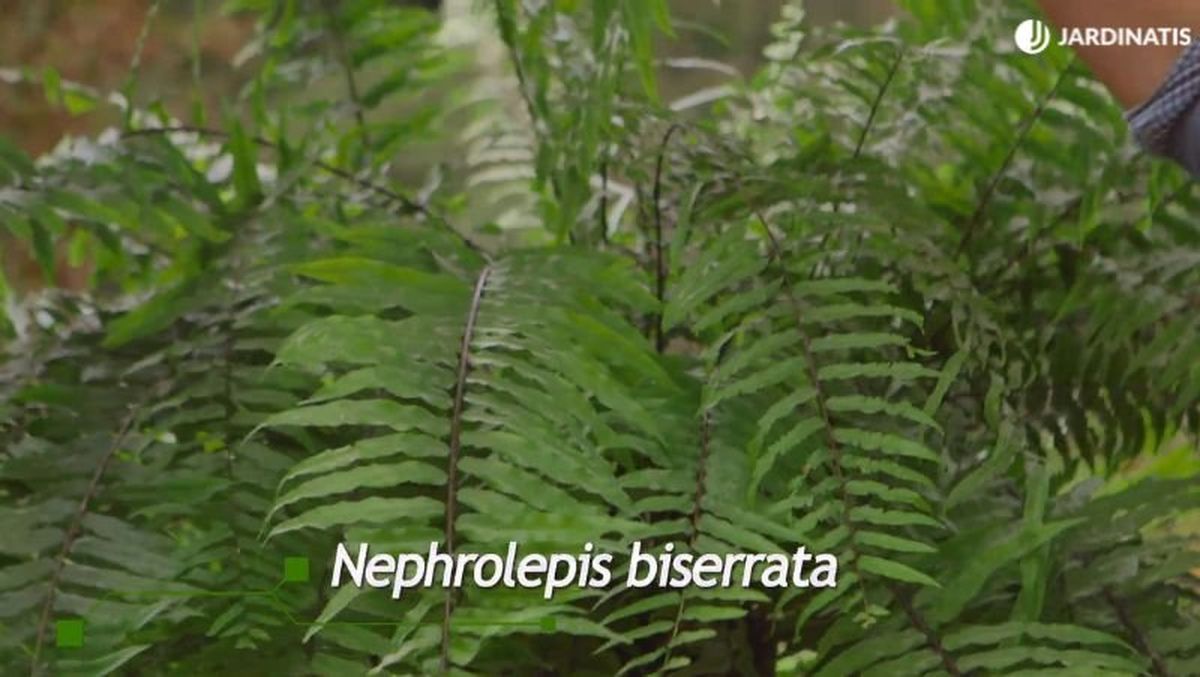 Nephrolepis biserrata