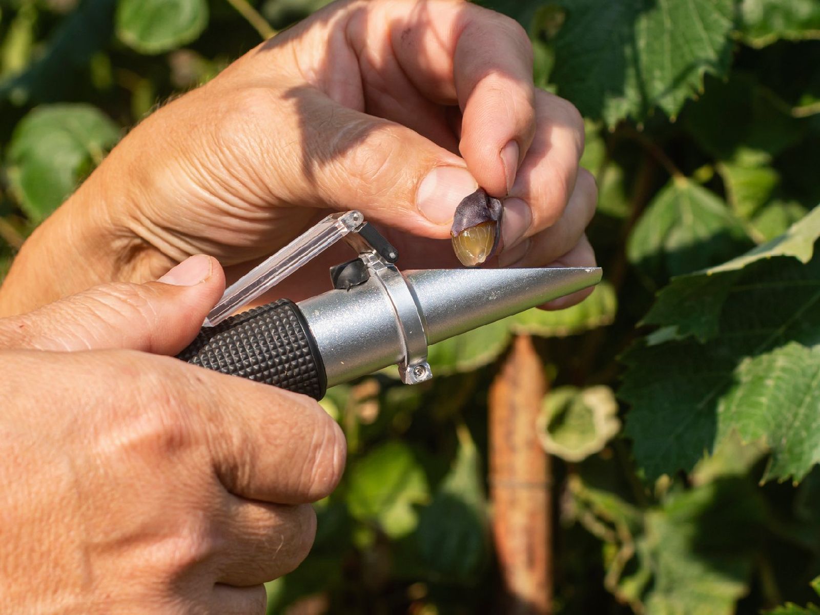Las uvas para vino contienen entre un 25 % y un 30 % de azúcar Las uvas para vino contienen entre un 25 % y un 30 % de azúcar