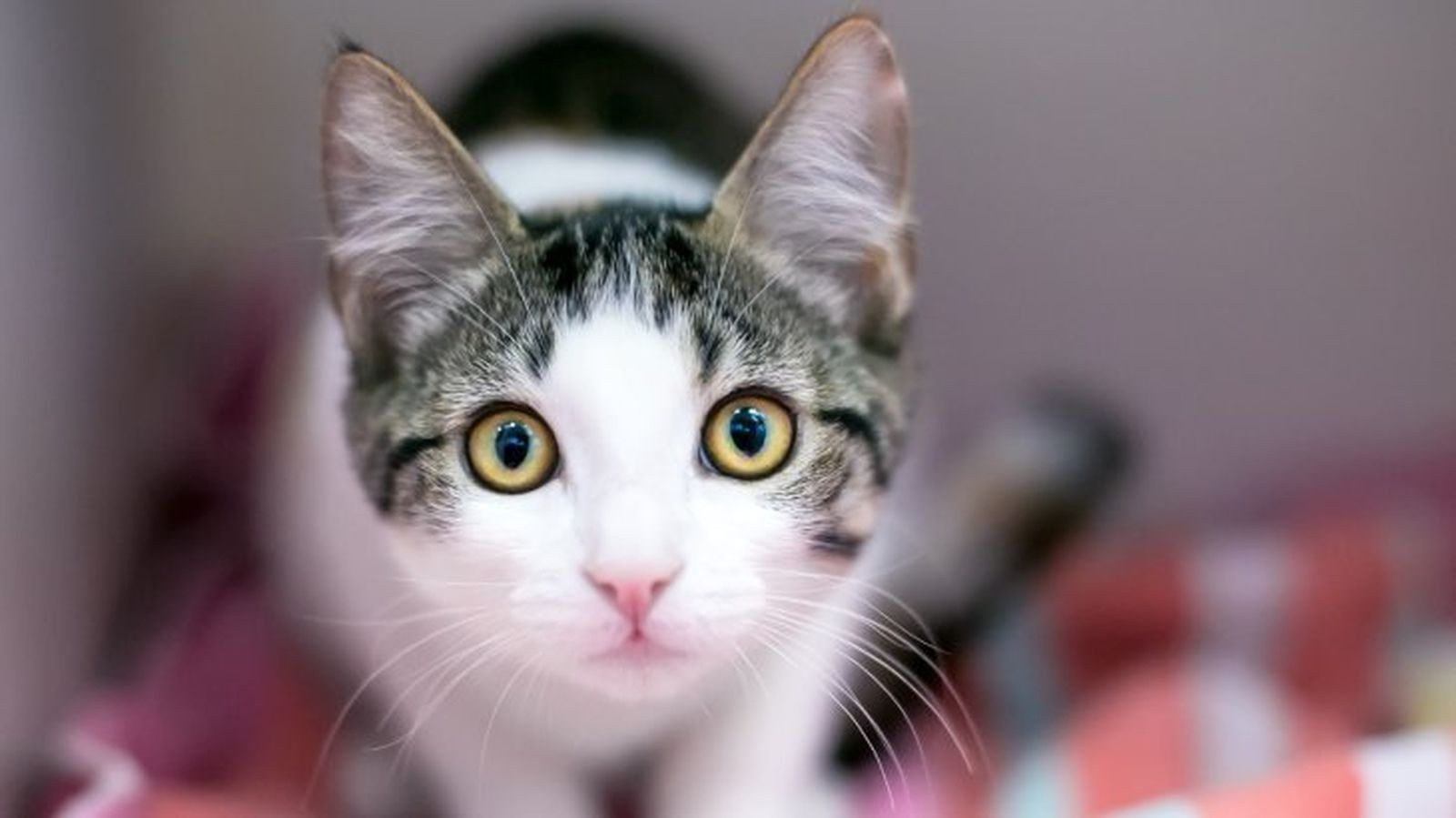 ansiedad en gatos 9 ansiedad en gatos 9