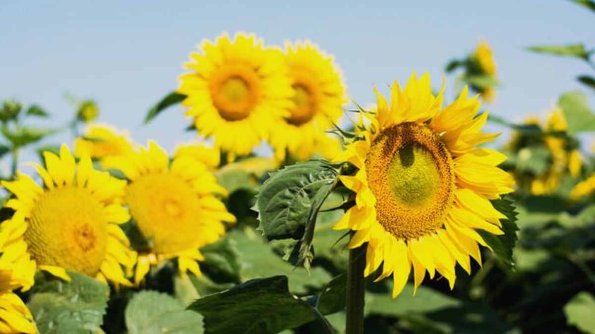 girasoles en direccion al sol