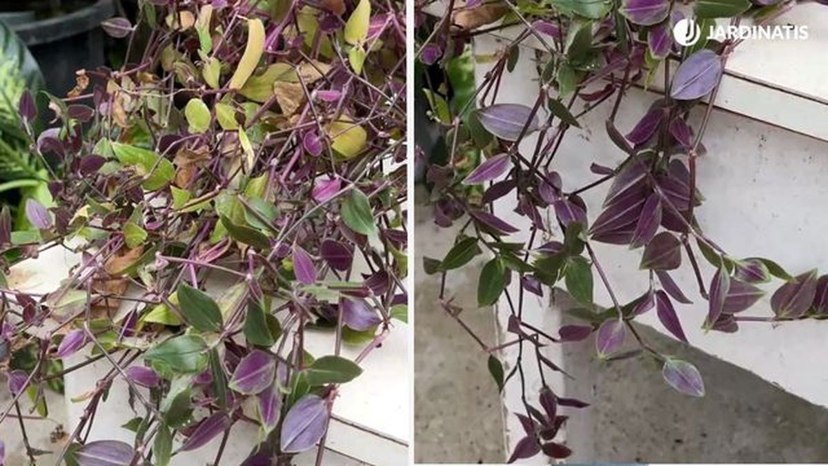 Tradescantia green hill