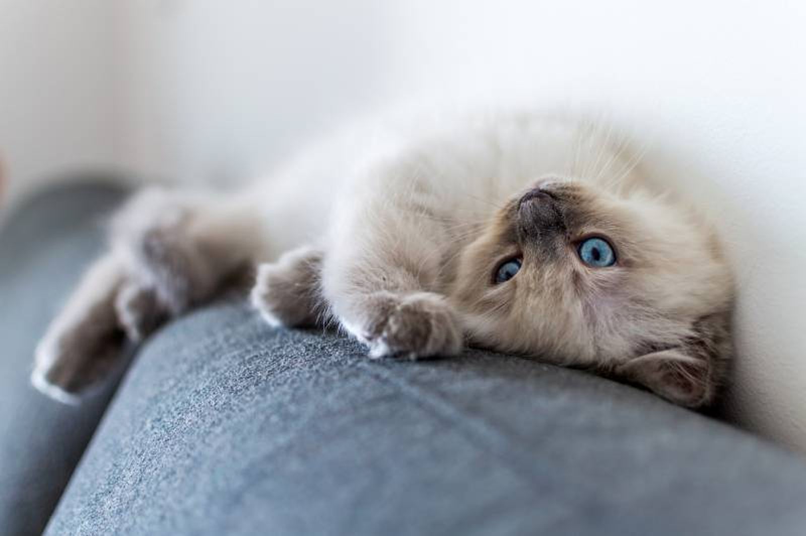 Su esperanza de vida ronda los 12-15 años con lo que es considerado como un gato longevo. Su esperanza de vida ronda los 12-15 años con lo que es considerado como un gato longevo.