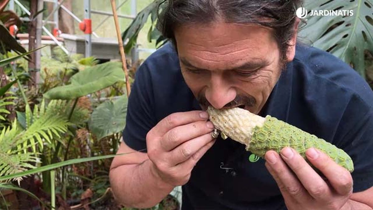 comer fruto costilla de adan jardinatis 22 16