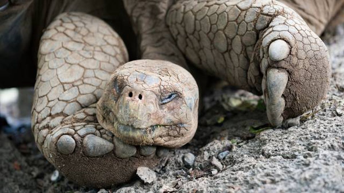 tortuga gigante de los galapagos cuanto duerme