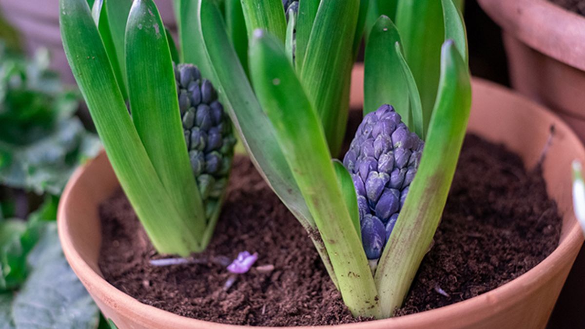 jacinto cuidados en maceta