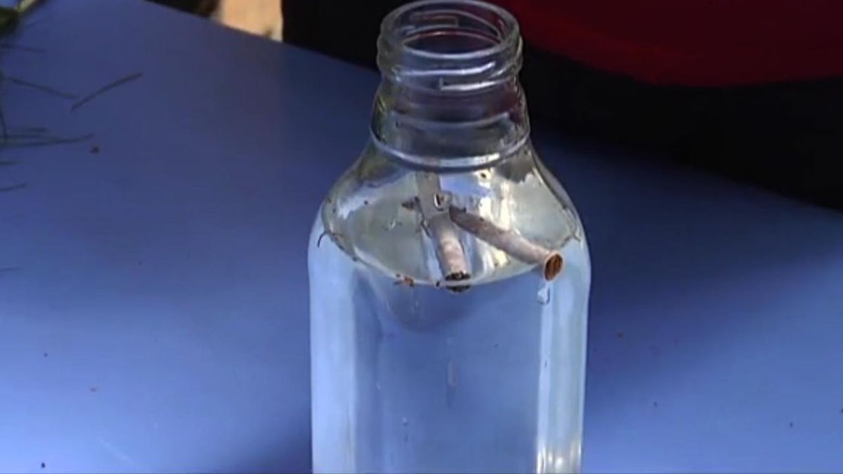 brico 709 jardin fumigar insecticidas ecologico planta del tabaco cigarrillos