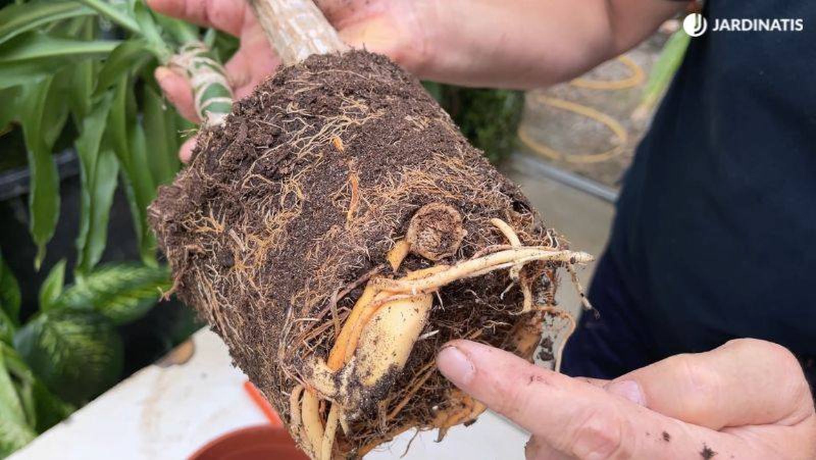 Raíces de la Dracaena fragans massageana Raíces de la Dracaena fragans massageana