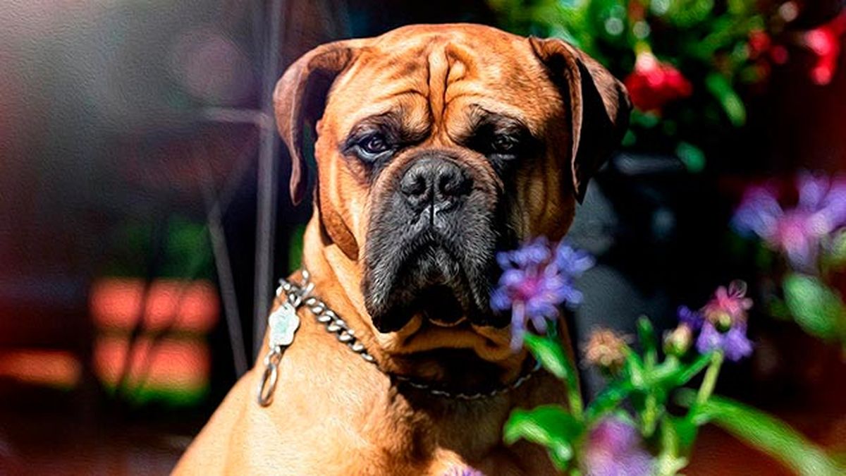 8 perros propensos tener linfoma 6