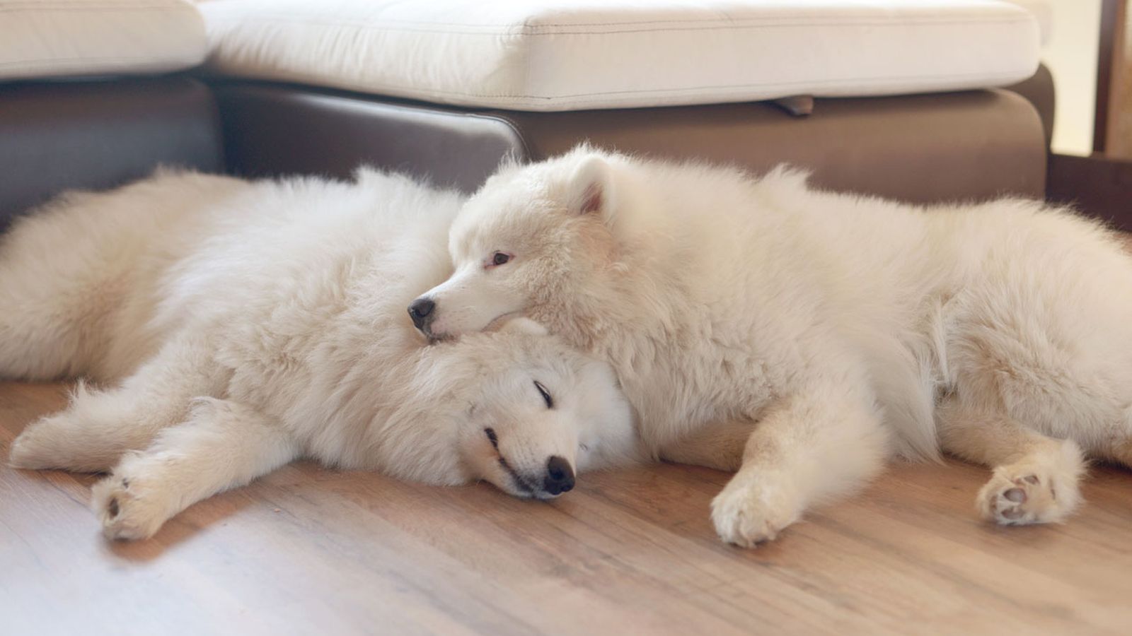 Samoyedo Samoyedo