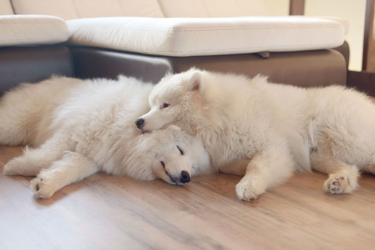 samoyedo mas cariñoso simpatico