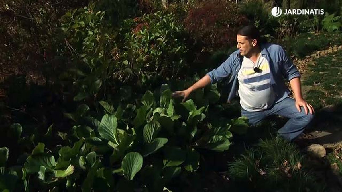 deco717 jardineria plantas cubresuelos bergenia