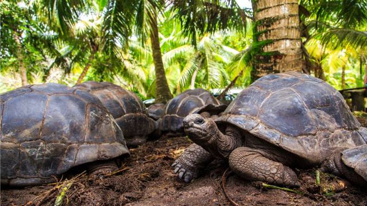 tortuga gigante de los galapagos donde vive islas Oceano Pacifico