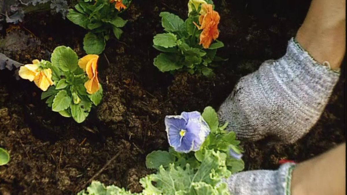 brico 091 jardin parterre flores invierno pensamientos naranjas morados