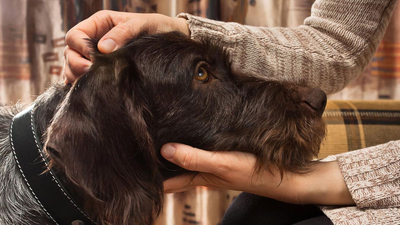 cosas que a tu perro no le gustan mascotas 2 cosas que a tu perro no le gustan mascotas 2