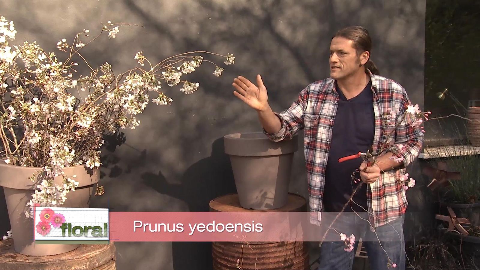 Deco728 jardineria cerezo prunus yedoensis Deco728 jardineria cerezo prunus yedoensis