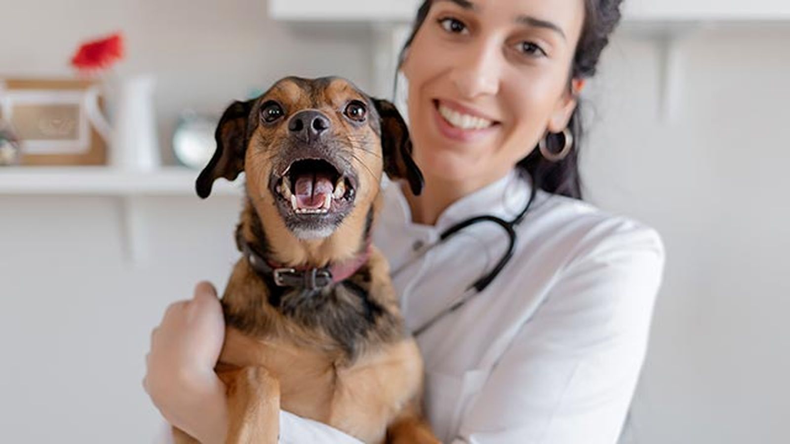 desparasitar mascota mensualmente 11 perro veterinario desparasitar mascota mensualmente 11 perro veterinario