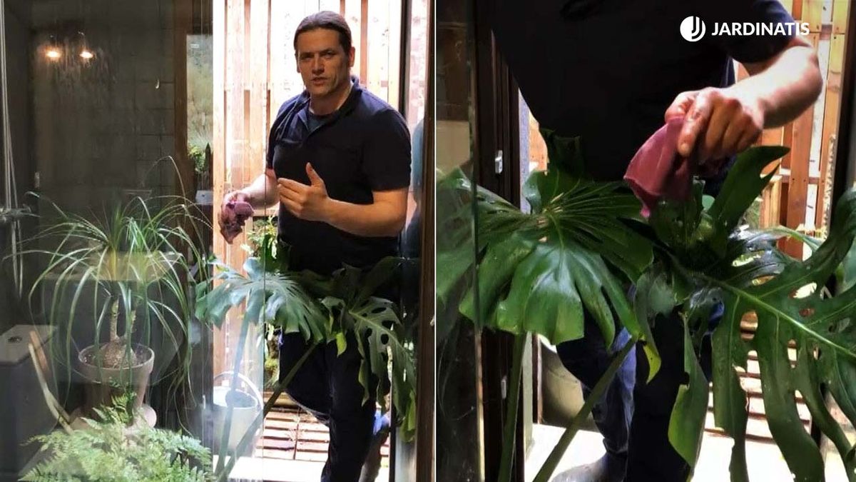 como limpiar plantas de interior