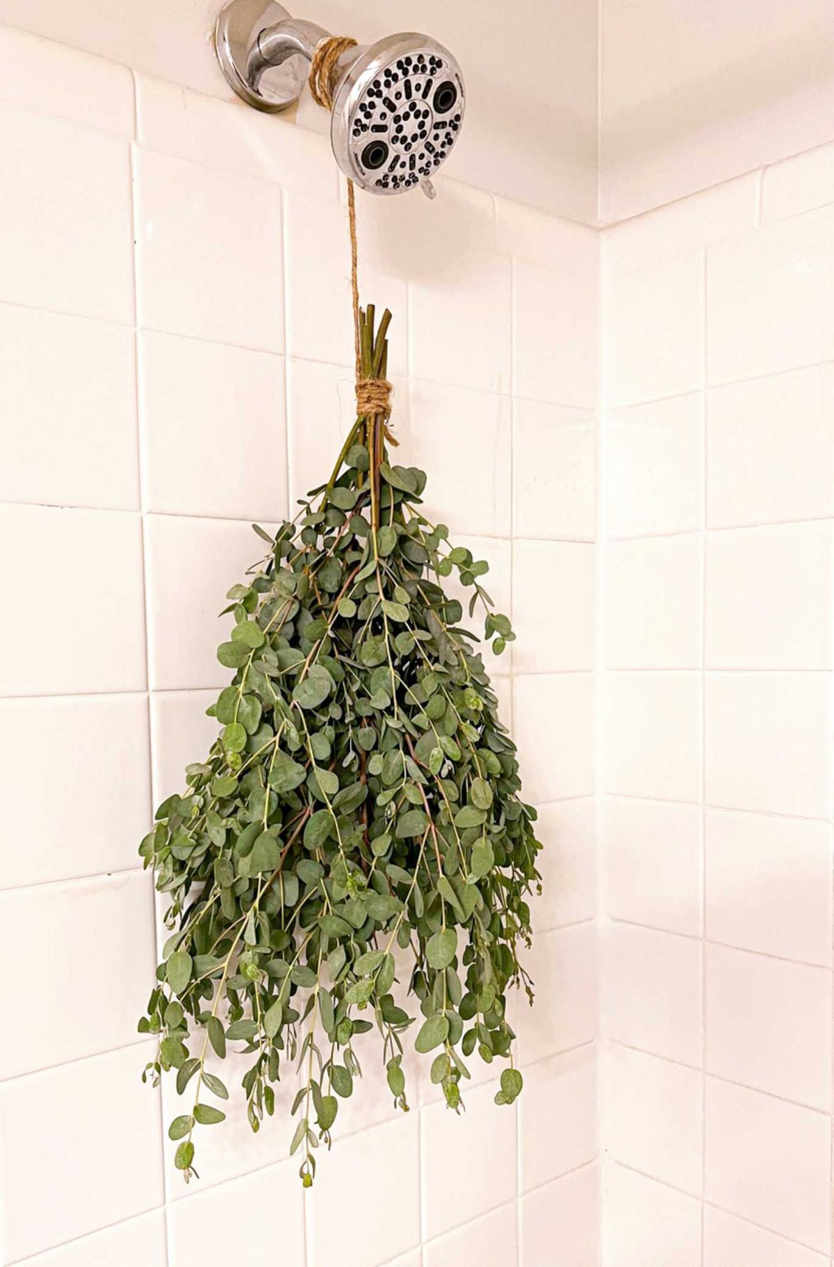 Eucalipto colgado de la ducha.