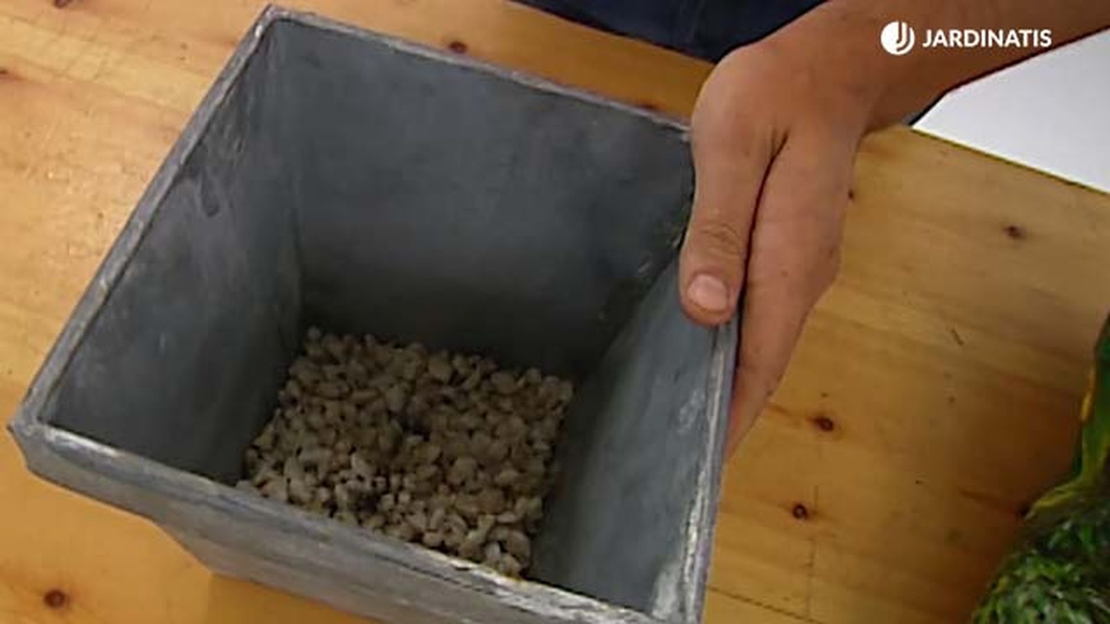 trasplante bambu de la suerte a tierra drenaje brico 276 jardinatis