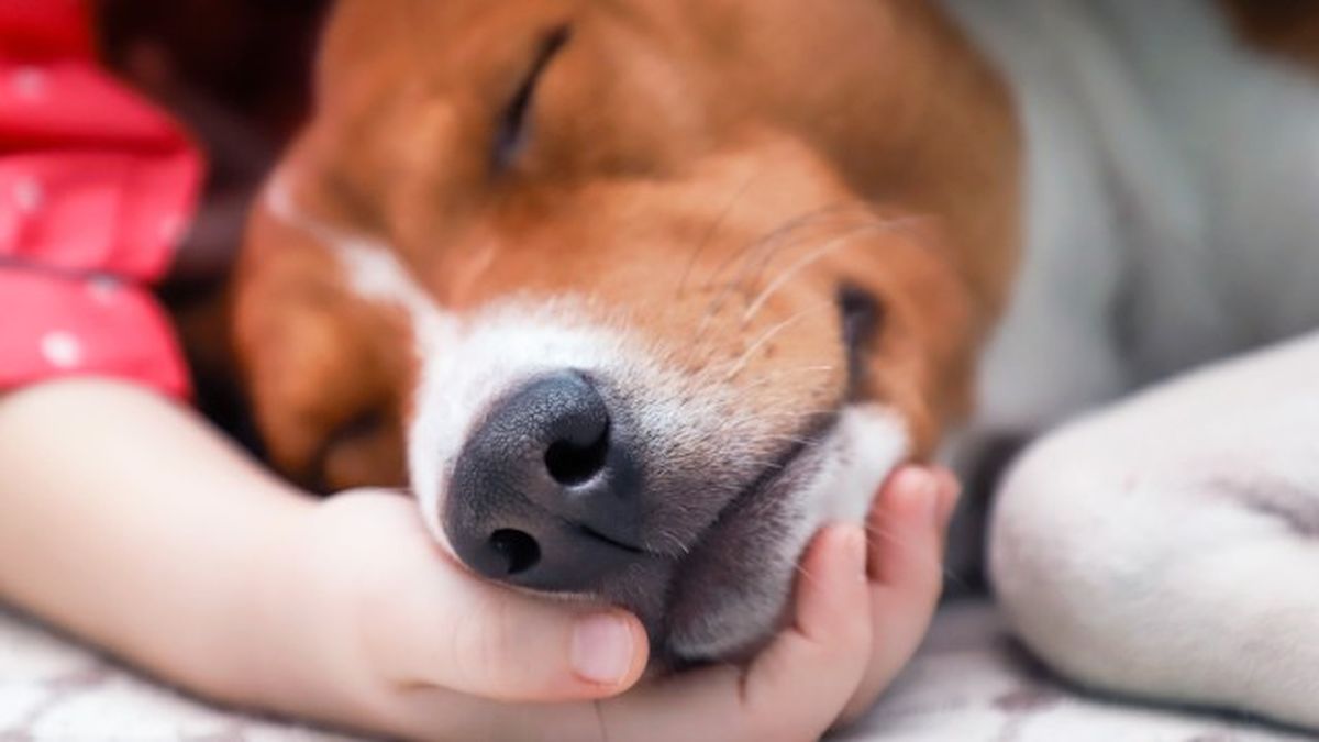 como cortar diarrea perros remedios caseros 6