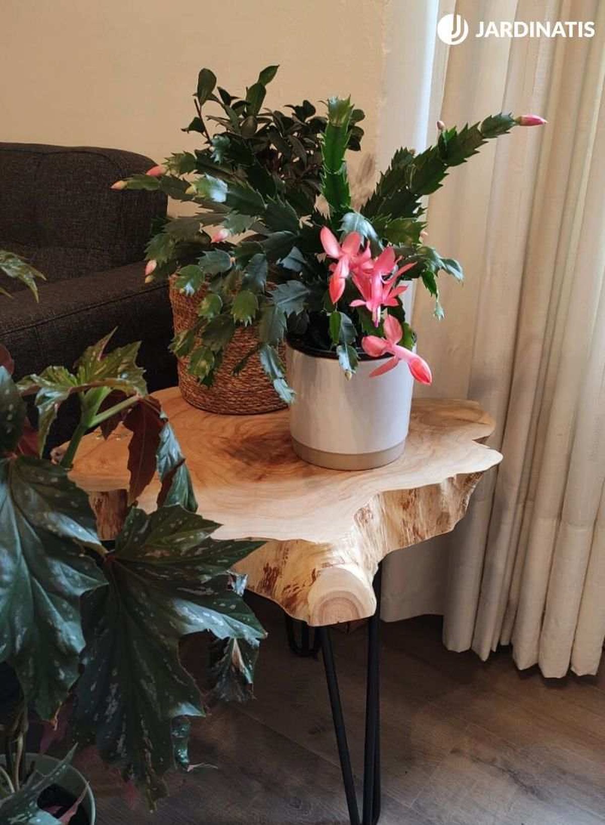 Cactus de Navidad cerca de una ventana