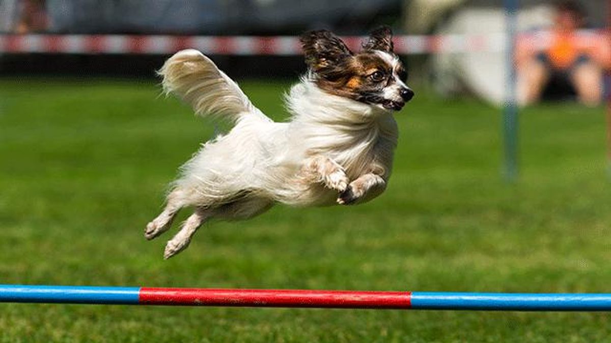 papillon corriendo