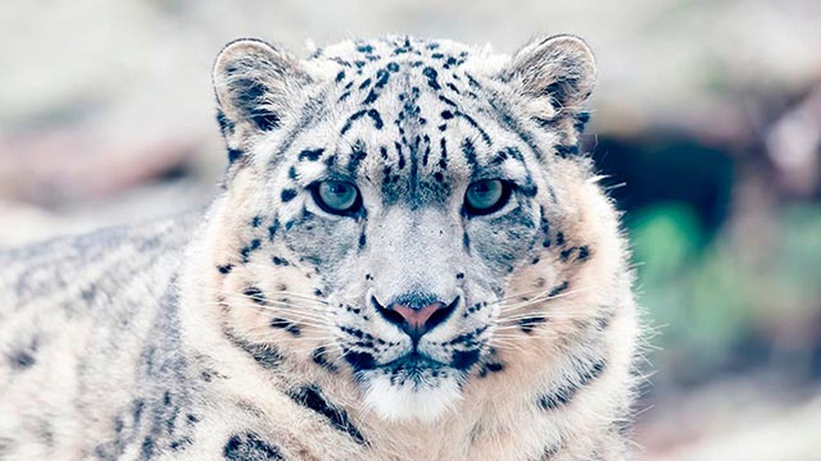 leopardo nieves 4 leopardo nieves 4