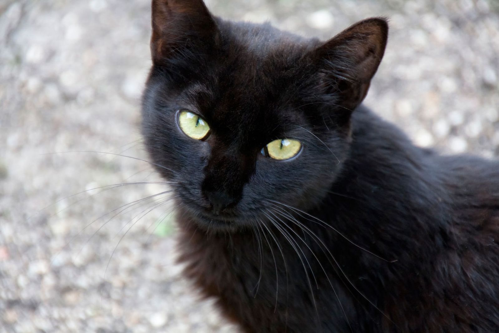 gato negro animal elegante