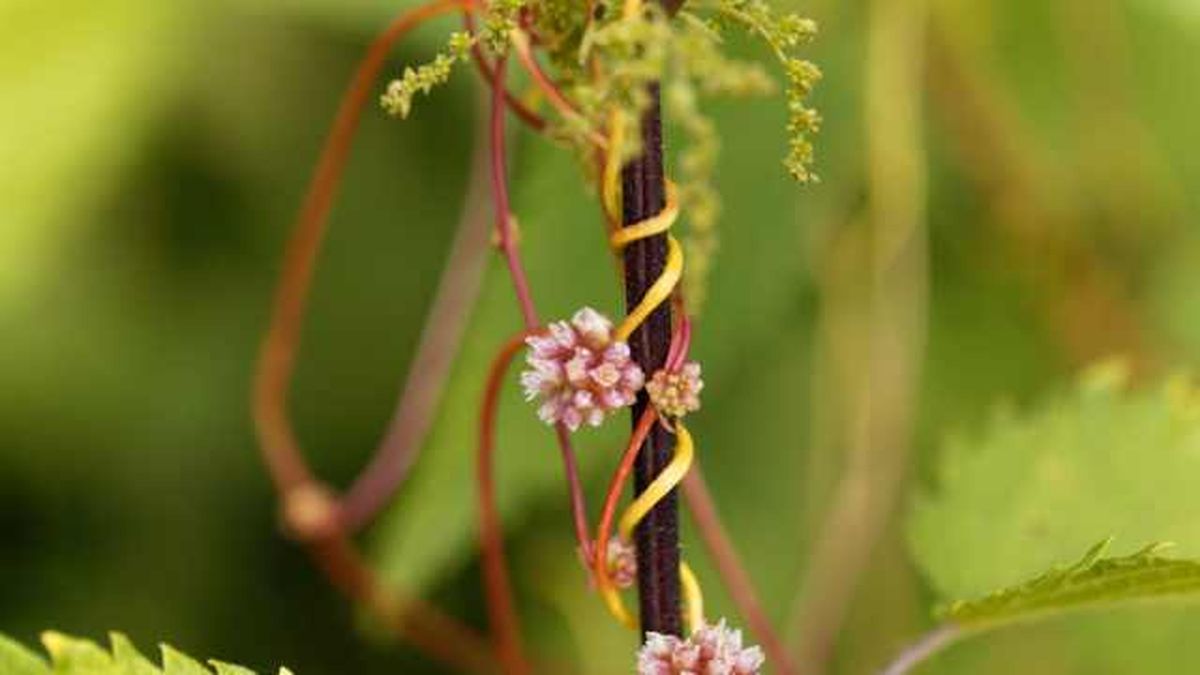 flores de una cuscuta mayor cuscuta europaea
