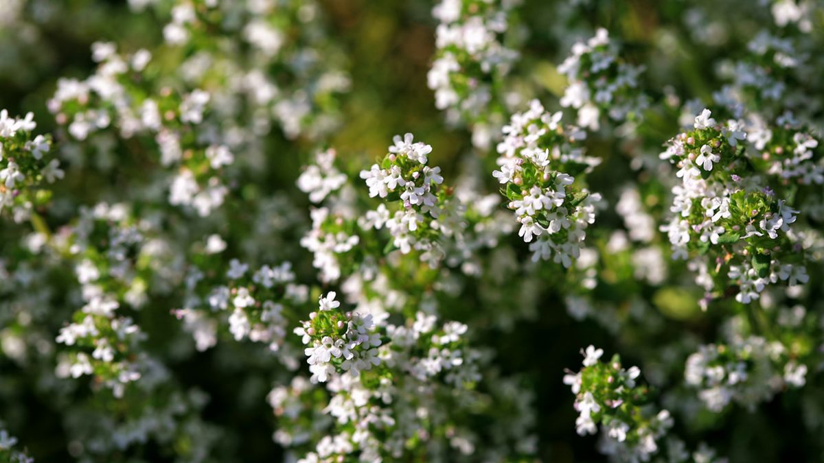 thymus vulgaris