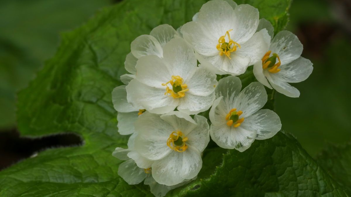 El sol en exceso puede abrasar los delicados pétalos.