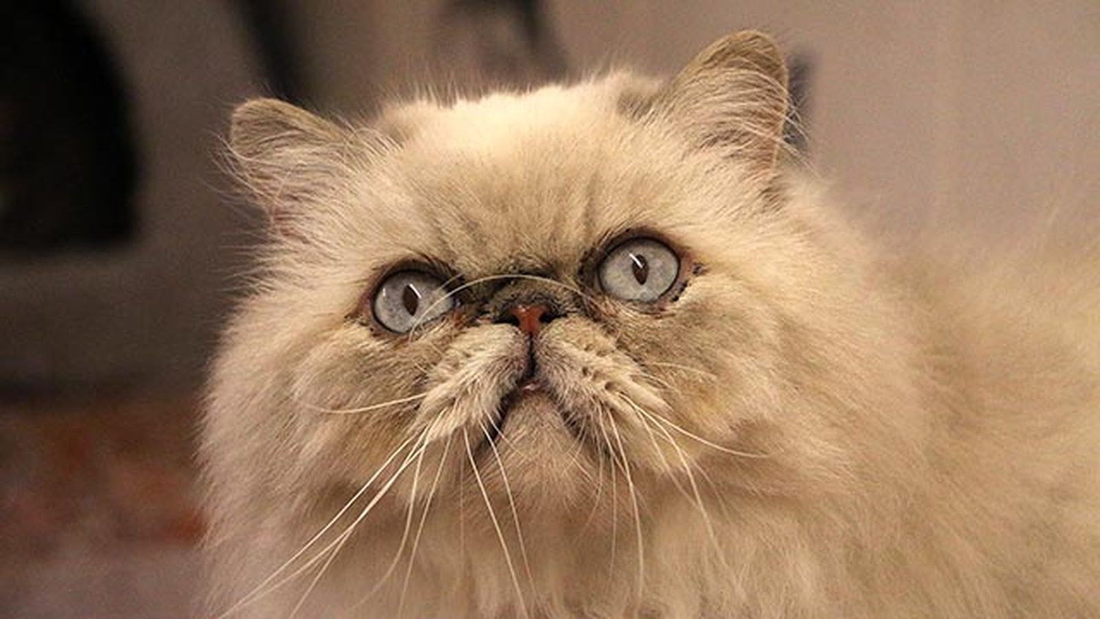 gato persa 6 gato persa 6