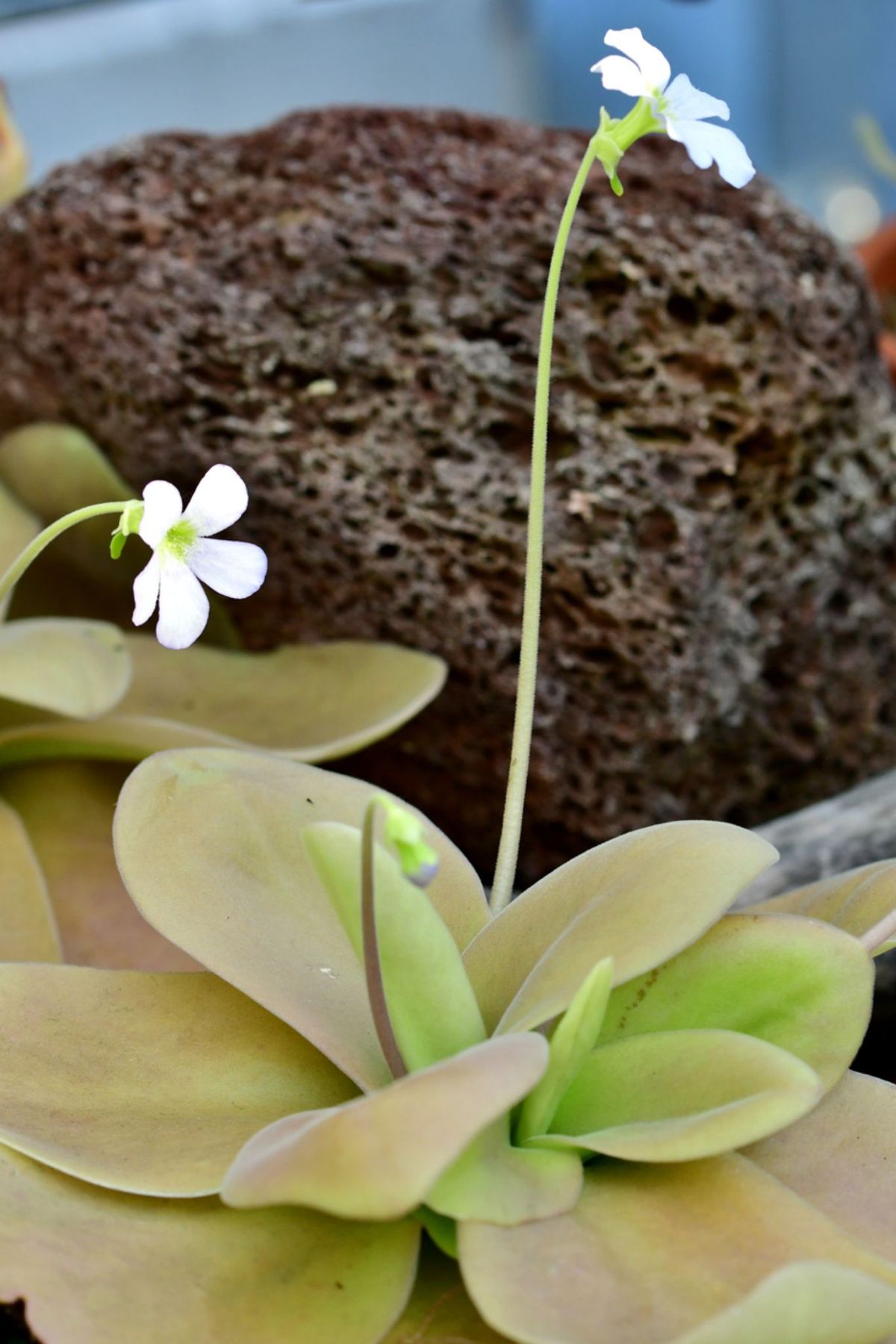 Pinguicula vulgaris.