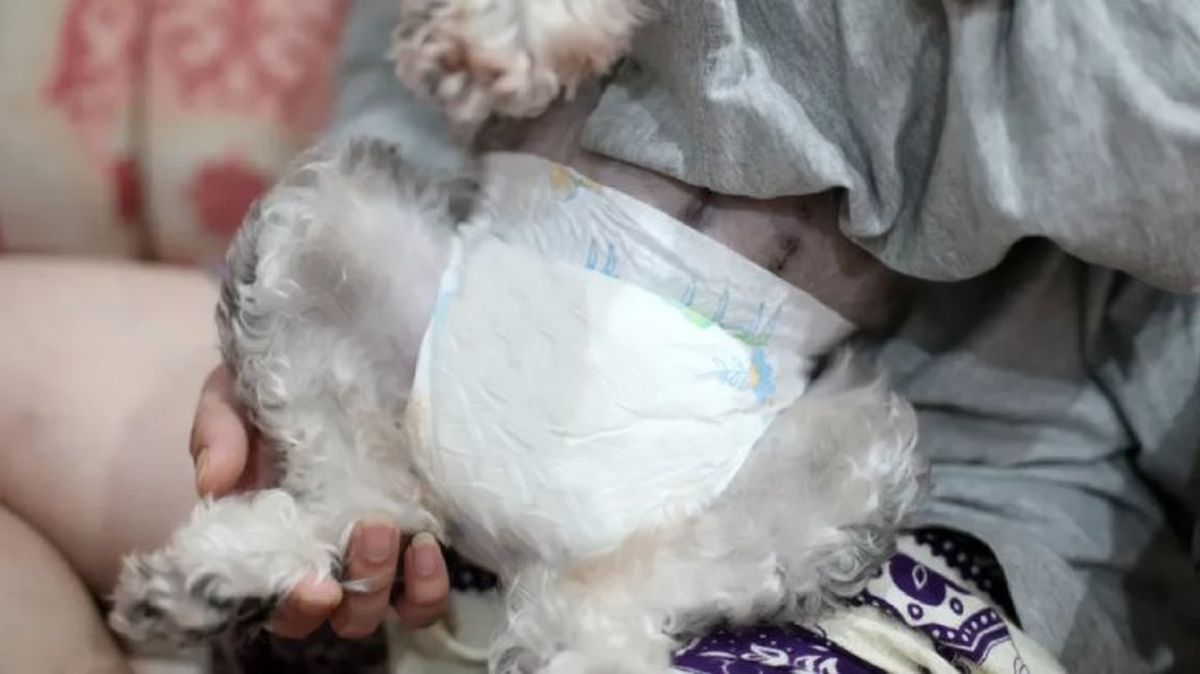 panales para perros 2