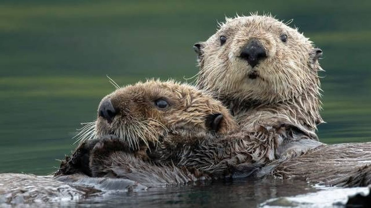 animales que empiezan por n nombres mamiferos nutrias