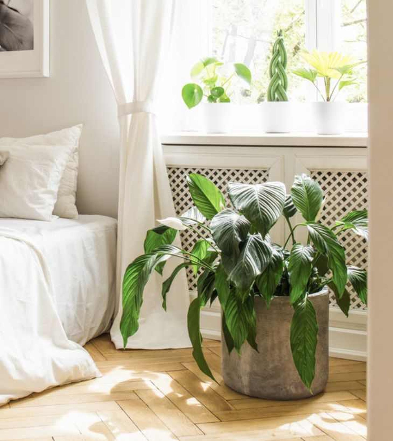 Espatifilo junto a la cama Espatifilo junto a la cama