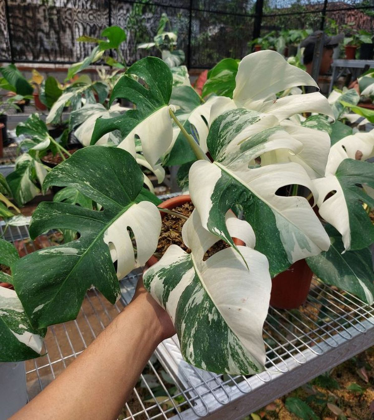 Monstera deliciosa variegata en vivero