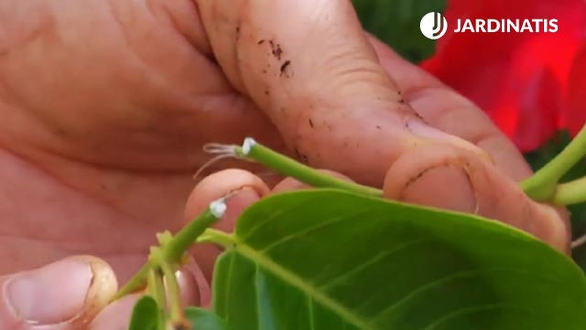 dipladenia mandevilla latex del tallo