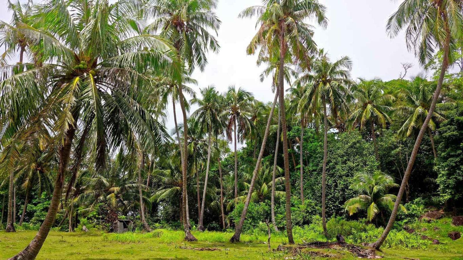Palmeras altas Palmeras altas