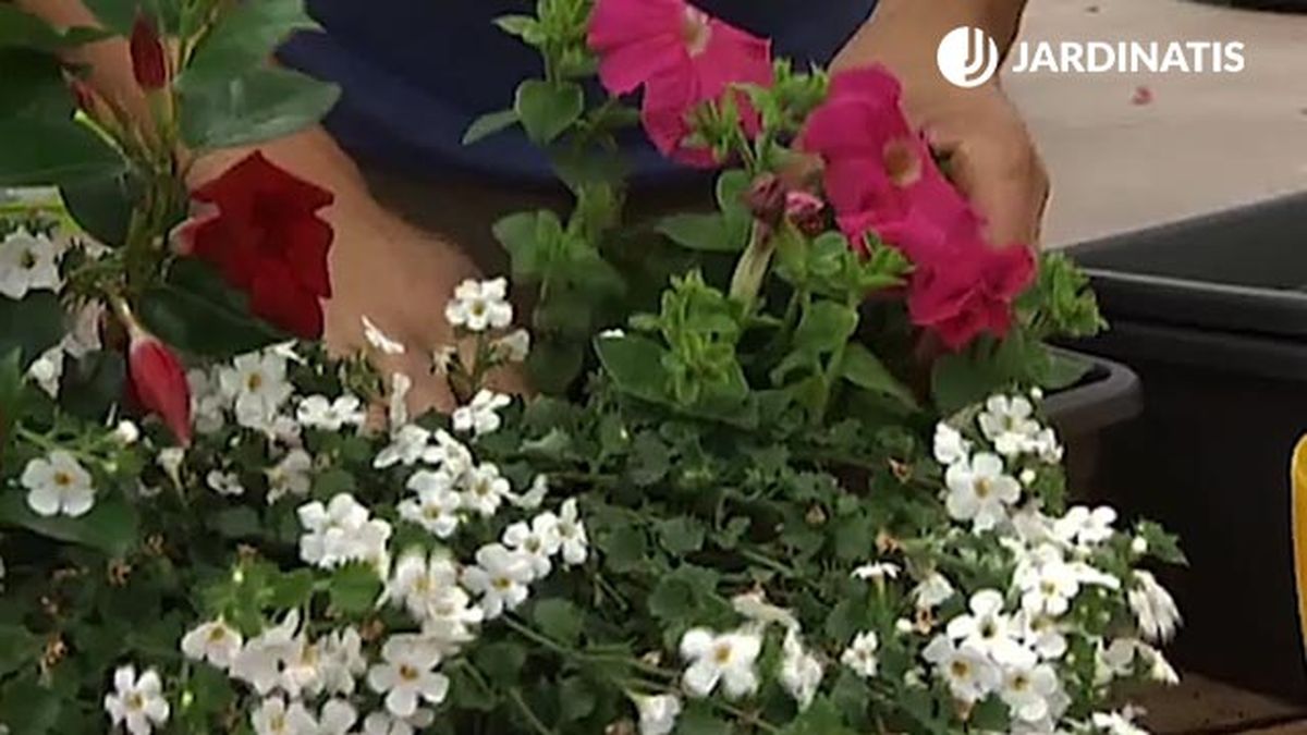 plantacion de petunias en jardinera deco 390