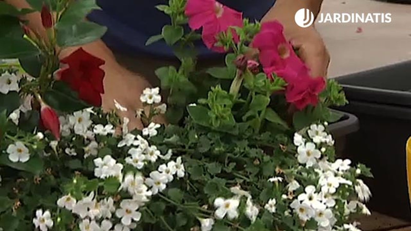 plantacion de petunias en jardinera deco 390