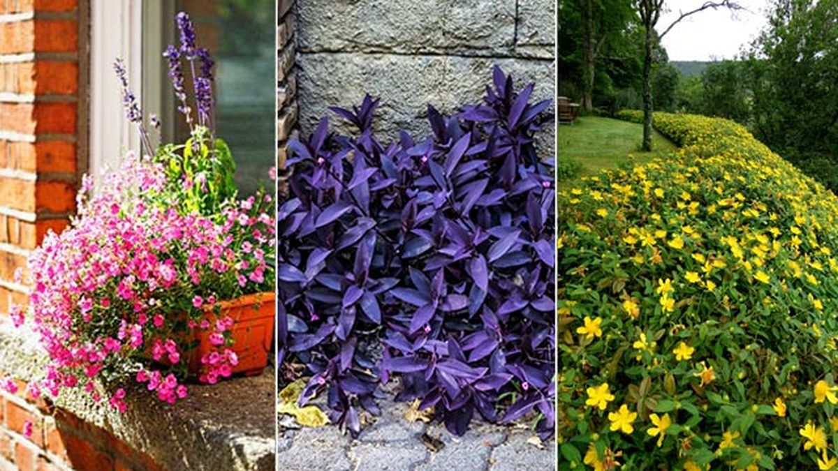 Diascia barberae tradescantia purpurea Hypericum calycinum