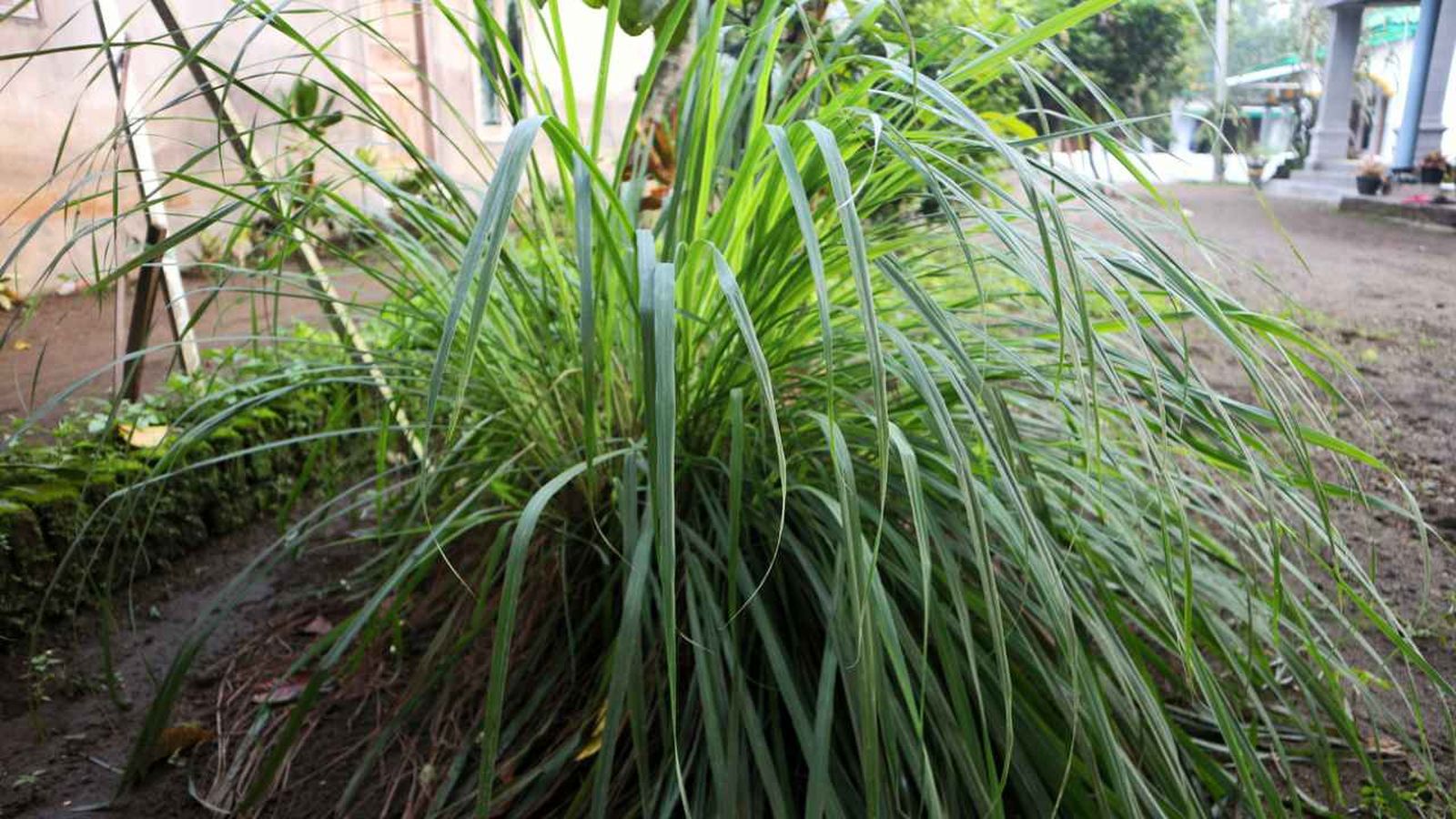 Cymbopogon nardus en exterior Cymbopogon nardus en exterior