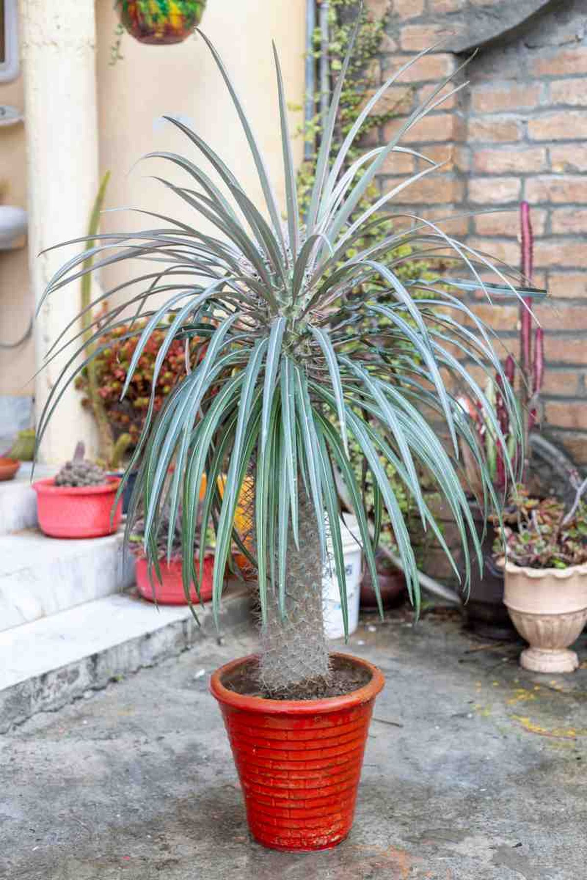 Pachypodium lamerei en exterior.