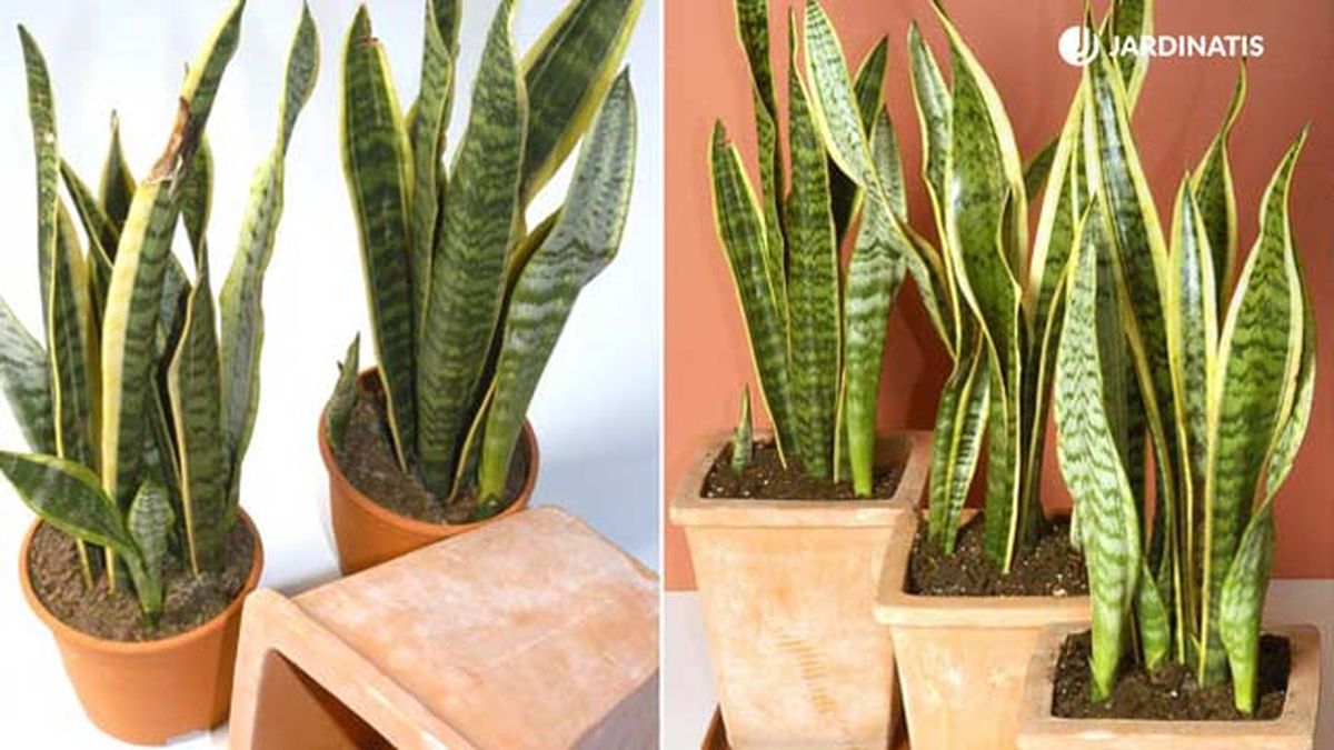 sansevieria trifasciata  caracteristicas jardinatis deco 052