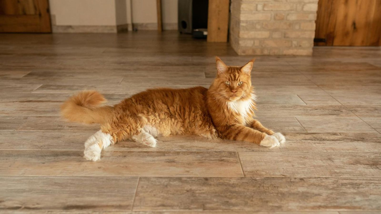 Los gatos son muy sensibles a los olores de productos de limpieza.
