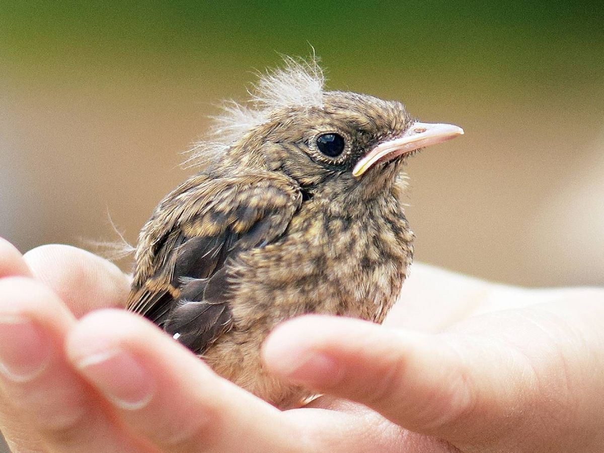 No van a rechazar nunca a sus crías a pesar de que hayan sido tocadas por humanos.