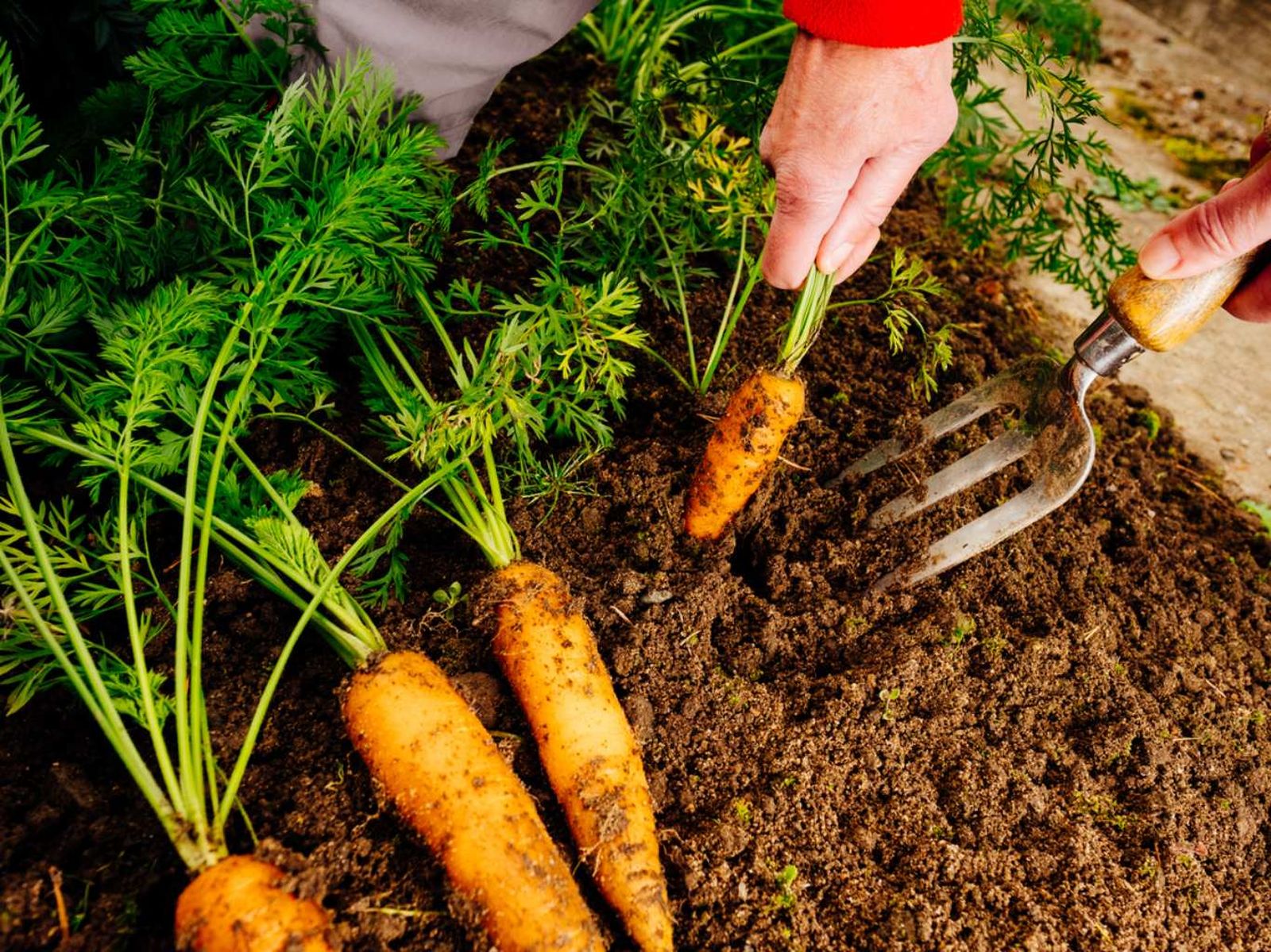 Zanahorias. Zanahorias.